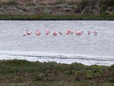 Flamingo (3 von 21).jpg